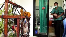 Watching Rescued Baby Orangutans Meet For First Time Will Melt Your Heart