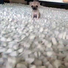 This puppy is so small that its barking sounds like a squeaky toy