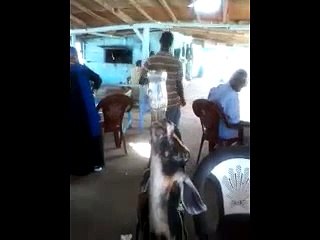 Une chèvre qui n'arrete pas de boire du COLA COLA