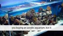 Aquariumplantsuk Aquatics Store UK