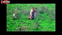 biggest wild animal fights compilation   animal attacks video