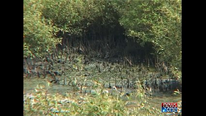 Khula Such: Mangroves Forests