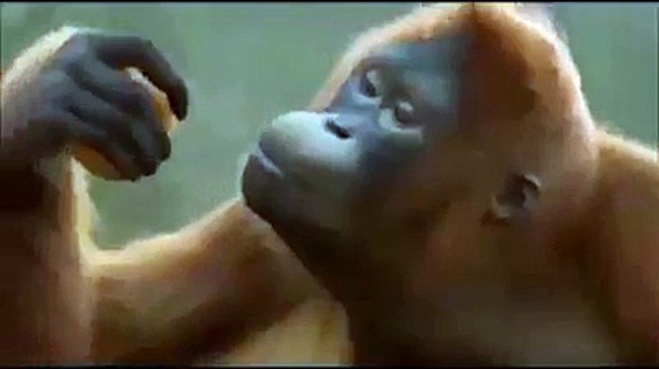 imran khan zindabad - Video Dailymotion