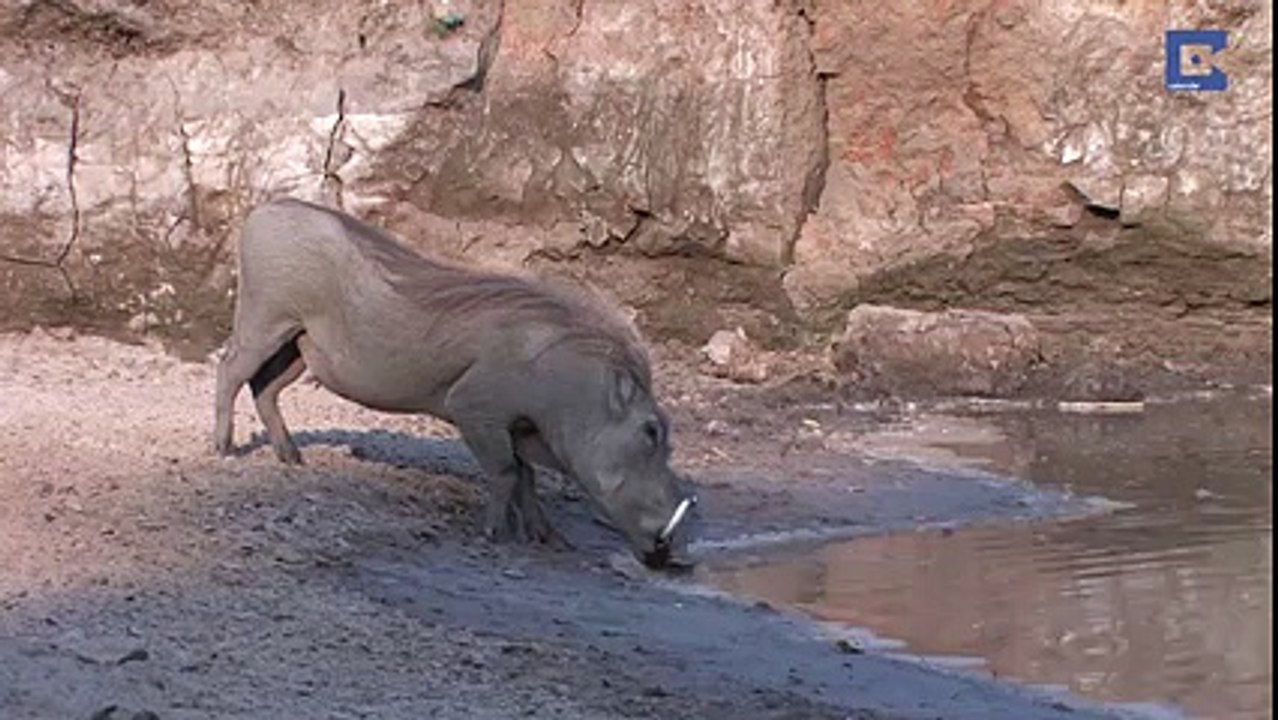 Crocodile Attack On Animal