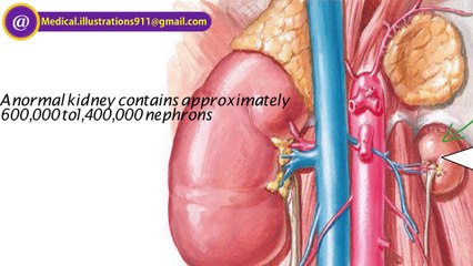 RENAL HYPOPLASIA and DYSPLASIA : EMBRYOLOGY OF KIDNEY and UROGENITAL SYSTEM