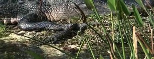Crocodile - My animal friends - Animal documentaries -Kids educational Videos