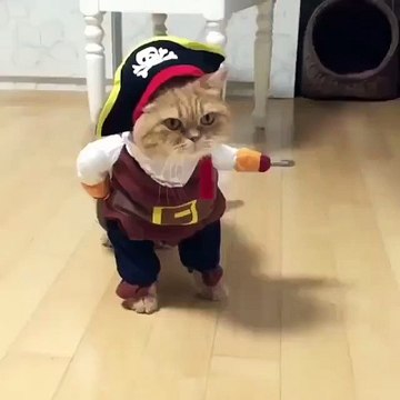 Cadılar Bayramı İçin Kedi Giydirmek