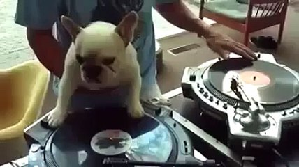 animals DJ Doggie D2014j videos Funny Dogs Laugh your heart