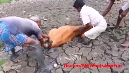 Most Funny and Hilarious Video Compilation | Funny Videos