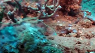 Unseen Transparent Sea Fish Creature