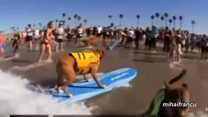 Animals on Vacation Compilation Laugh your heart
