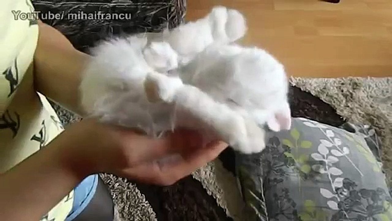 Baby Bunny Sleeping Laugh your heart