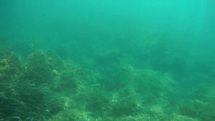 Sea of Sicily - Scopello (TP)