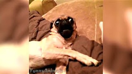 *NEW* Funny Cats Vines Compilation MARCH 2015 (50 vine)