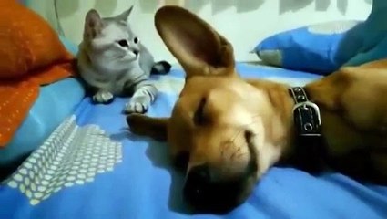 Я не сплю и ты не будешь