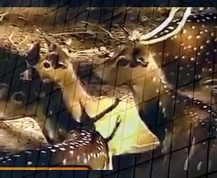 sri lanka National zoological gardens Dehiwala when animals attack