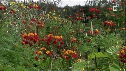 Documentaire incroyable HD ★ Les inconnu Oiseaux dans le monde ★ 2015 !!