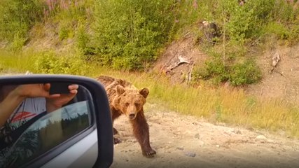Ayı Karayoluna İndi