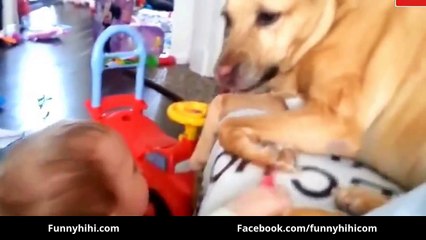 Funny Cats - Funny Dog Videos - Funny Cat Videos 2015 - Funny Animals