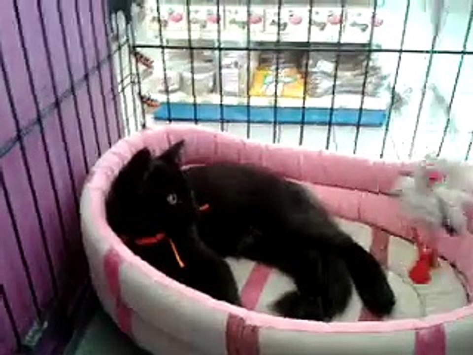 campron à l'adoption