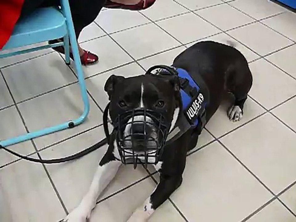 diesel à l'adoption