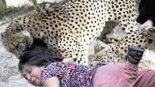 Leopard Attack Humans Compilaton Best of 2015 Hd