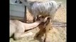 Wow Camel Drinking Goat Milk Amazing
