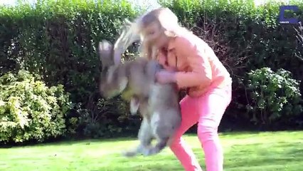 Darius, le plus gros lapin du monde