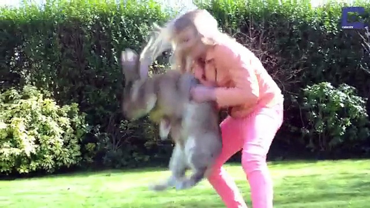 Darius, le plus gros lapin du monde