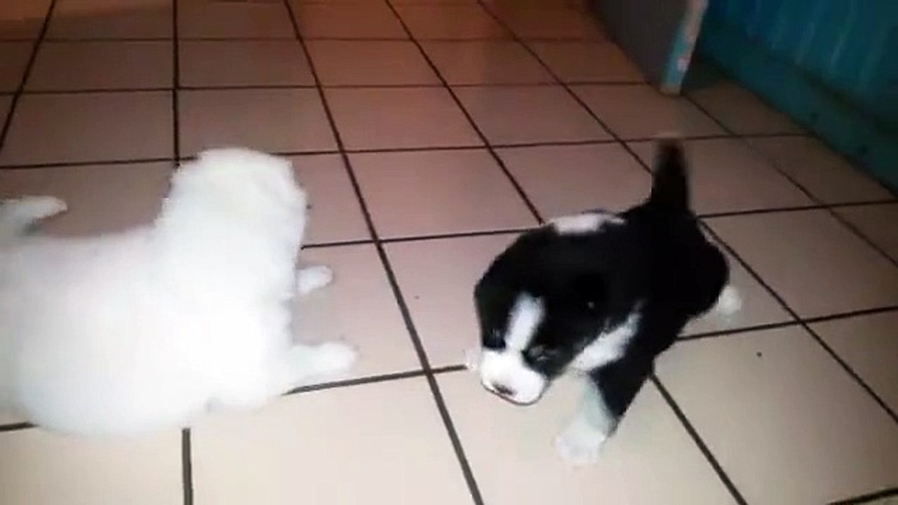 This Babies Are So Cute!