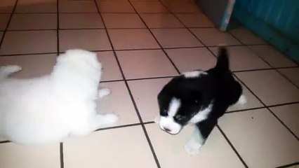 This Babies Are So Cute!