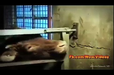 Warning - You'll Die After Watching This