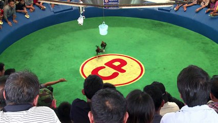 Feathers fly over Thailand's lucrative cockfighting pits