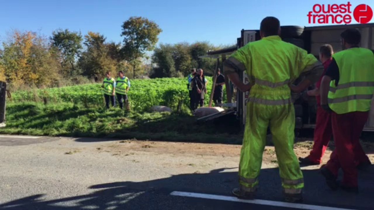183 cochons périssent dans un accident