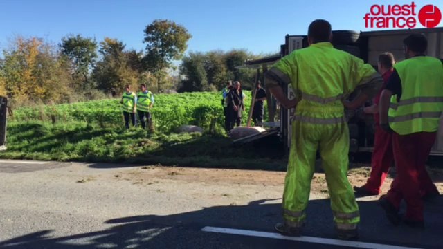 183 cochons périssent dans un accident