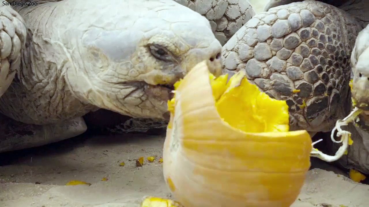 Tortoises Celebrating Hallowean - Hallowean Special