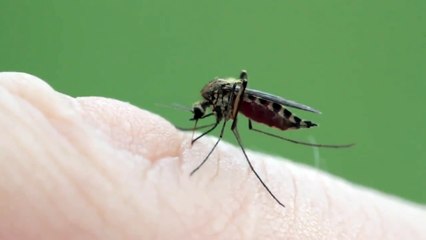 Mosquito Sucks Blood n feeds stomach - Closeup Video