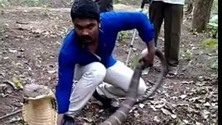 WhatsApp Funny Videos 2015 - Snake Images New 2016 2017