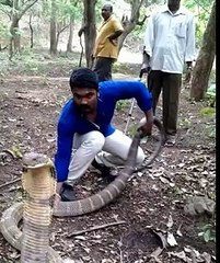 WhatsApp Funny Videos 2015 - Snake Images New 2016 2017