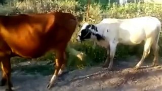WhatsApp Funny Videos 2015 - Two Cow Doing Sex Video - Funny Videos - WhatsApp Funny Videos