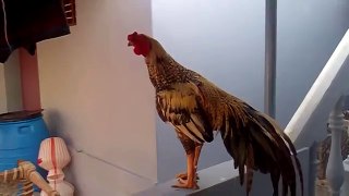 whatsapp funny videos 2015 - very big cock in the world video - funny videos - whatsapp funny videos