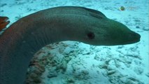 Loài lươn biển Moray - Thuyết minh