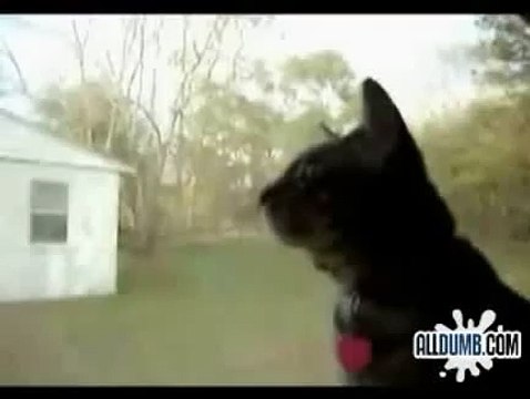 GATO QUE LADRA COMO PERRO! IMPERDIBLE! humor gatos - video divertido gatos chistosos