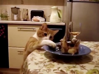 Gato Quiere Robarse Un Pollo! ★ Gato divertido gato chistoso gato tierno loco risa humor