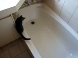 Gato Se Arrepiente De Andar Por Ahi, jaja ★ humor gatos - video divertido gatos chistosos