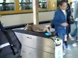 Gato Se Duerme En El Metro Y A Nadie Le Importa! ★ humor gatos