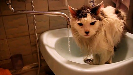 Gato Solo Quiere Enjugarse La Cabeza! ★ Gato divertido gato chistoso gato tierno loco risa humor