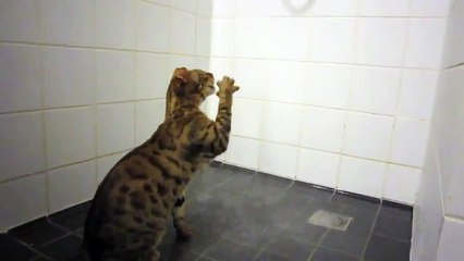 Gato Toma Una Ducha! ★ Gato divertido gato chistoso gato tierno loco risa humor