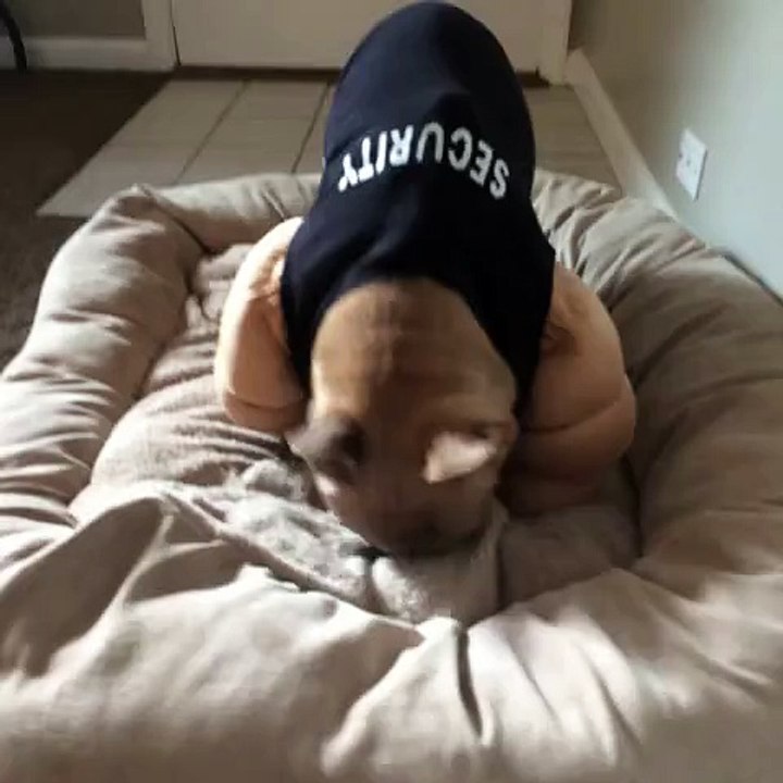 Guard dog!