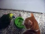 Kedi ve Baykuşun Halleri - Komik videolar - Funny videos